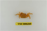 藏品(褶痕厚紋蟹)的圖片